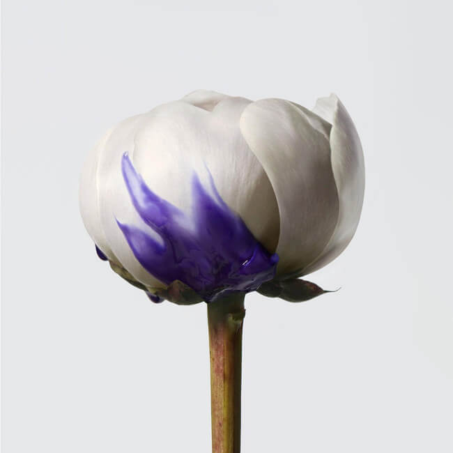 Champô revelador da luminosidade Yubi Blonde Shu Uemura 300ML