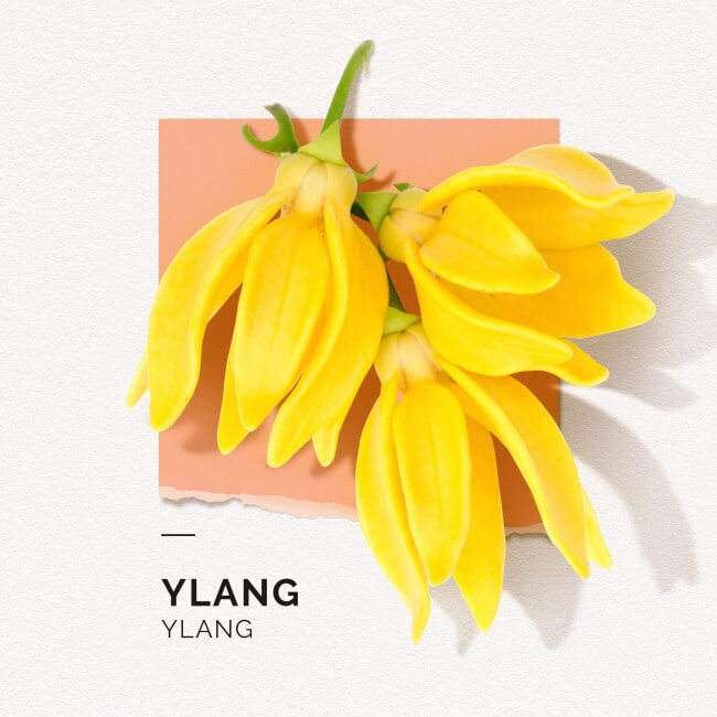 Eau de Parfum Ylang Solinotes 50ML

Translated to Dutch:
Eau de Parfum Ylang Solinotes 50ML