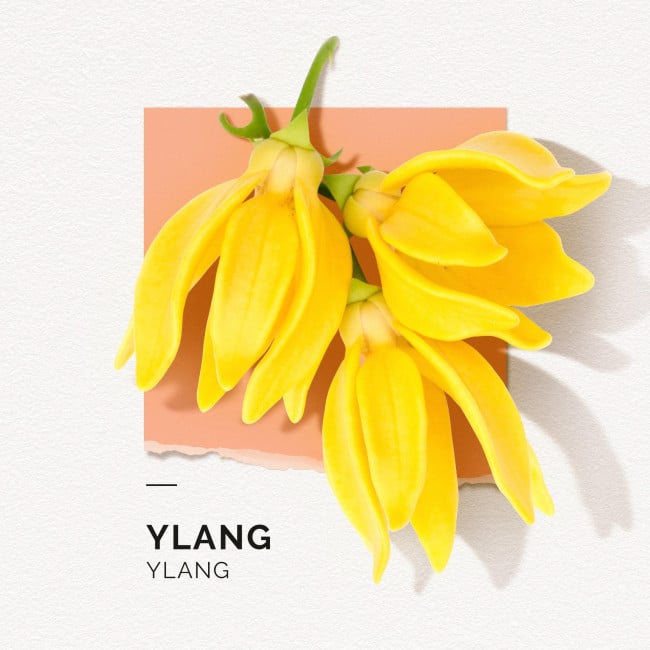 Ylang Solinotes Eau de Parfum 50ML