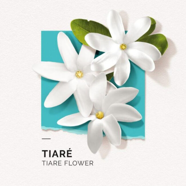 Eau de Parfum Tiare Solinotes 50ML

Translated to Dutch:
Eau de Parfum Tiare Solinotes 50ML