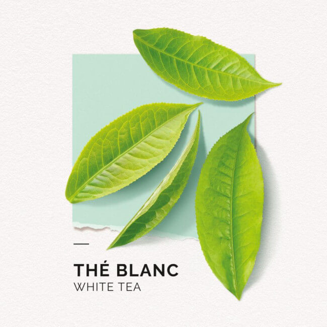 Eau de Parfum The Blanc Solinotes 50ML

Eau de Parfum The Blanc Solinotes 50ML