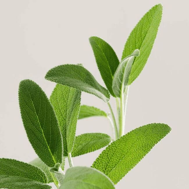 Baume Jeugd Gezicht Kruiden Payot 50 ml