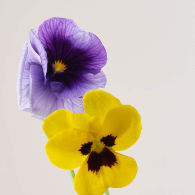 Creme suavizante de rugas Lisse Payot 50ml